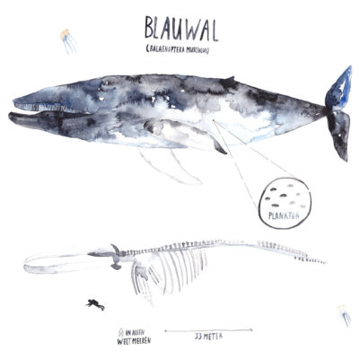 Poster 'BLAUWAL' GretasSchwester