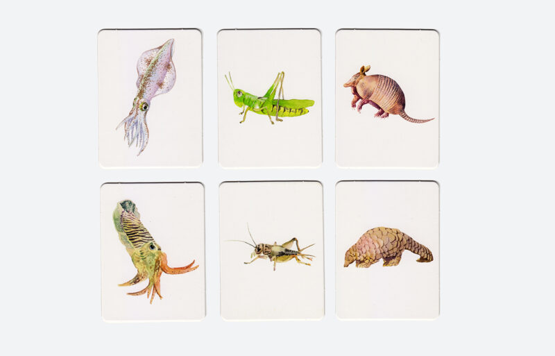 Tier-Memo 'Finde meinen Doppelgänger' – Bild 5