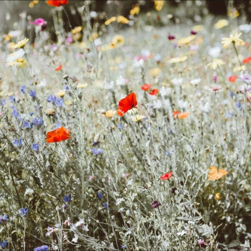 La Fabrique à Sachets Blumensamen 'Du bist meine Sonne' – Bild 3