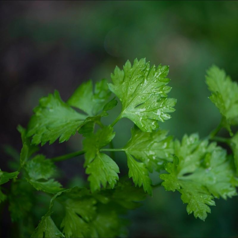 La Fabrique à Sachets Petersiliensamen 'Das Leben ist gut mit dir' – Bild 2